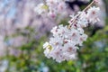Sakura cherry blossom tree in Gongendo park Japan Royalty Free Stock Photo