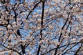 Sakura cherry blossom during Hanami time in Seoul, Korea