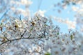 sakura cherry blossom tree in Japan