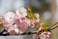 sakura cherry blossom tree japan branch colorful Royalty Free Stock Photo