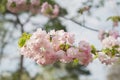 sakura cherry blossom tree japan branch colorful Royalty Free Stock Photo