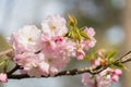 sakura cherry blossom tree japan branch colorful Royalty Free Stock Photo