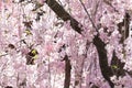 sakura cherry blossom tree japan branch colorful Royalty Free Stock Photo