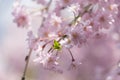 sakura cherry blossom tree japan branch colorful Royalty Free Stock Photo