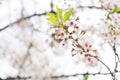 sakura cherry blossom tree japan branch colorful Royalty Free Stock Photo