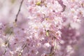 sakura cherry blossom tree japan branch colorful Royalty Free Stock Photo