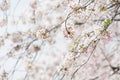 sakura cherry blossom tree japan branch colorful Royalty Free Stock Photo