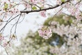 Sakura cherry blossom tree japan branch colorful Royalty Free Stock Photo