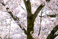 Sakura cherry blossom tree on white isolate background,focus to the dark Sakura trunk turn to soft pink color,close up trunk of tr Royalty Free Stock Photo