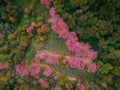 Sakura Cherry Blossom trees in the mountains of Chiang Mai Thailand at Doi Suthep Royalty Free Stock Photo