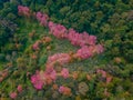 Sakura Cherry Blossom trees in the mountains of Chiang Mai Thailand at Doi Suthep Royalty Free Stock Photo