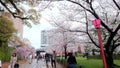 Sakura, Cherry blossom at Wakayama Castle