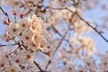 Sakura - Cherry Blossoms Royalty Free Stock Photo
