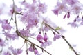 Sakura - Cherry Blossoms Royalty Free Stock Photo