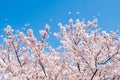 Sakura cherry blossoms branches tree against blue sky background, sakura turn to soft pink color in sunny day and sun shine in mor Royalty Free Stock Photo