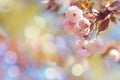 Japanese cherry blossoms and hese delicate flowers symbolize the transient beauty of life