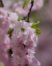 Sakura cherry blossoms focus to branch against blue sky and clouds background. Royalty Free Stock Photo