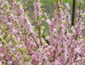 Sakura cherry blossoms focus to branch against blue sky and clouds background. Royalty Free Stock Photo