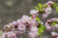 Sakura cherry blossoms focus to branch against blue sky and clouds background. Royalty Free Stock Photo