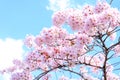 Sakura cherry blossoms focus to branch against blue sky and clouds background, Sun shine to sakura tree with sunny day in morning