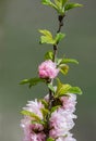 Sakura cherry blossoms focus to branch against blue sky and clouds background. Royalty Free Stock Photo