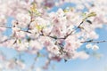 Sakura. Cherry blossoms japan. Pink spring blossom background.