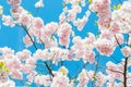 Sakura. Cherry blossoms japan. Pink spring blossom background.