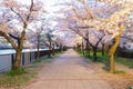 Sakura cherry blossoms light up in sakuranomiya park, next to walking path, sakura cherry blossom trees along the river side, blac Royalty Free Stock Photo