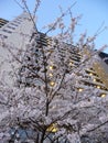 Sakura Cherry blossoms near a condo at dawn in Tama area, Tokyo Royalty Free Stock Photo