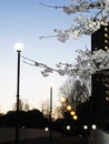 Sakura Cherry blossoms near a condo at dawn in Tama area, Tokyo Royalty Free Stock Photo