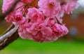 Sakura. Cherry blossoms Pink spring blossom background.