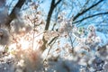 Sakura cherry Blossoms