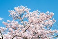 Sakura cherry blossoms tree branches against blue sky background, flower turn to soft pink color in sunny day, sun shine in mornin Royalty Free Stock Photo