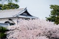 Sakura cherry blossoms tree in front traditional black wood roof in Japan,sakura full blooming turn to pink color, soft pink flowe