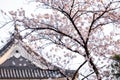 Sakura cherry blossoms tree in front traditional black wood roof in Japan,sakura full blooming turn to pink color, soft pink flowe