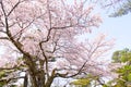 Sakura cherry blossoms tree in garden against sunny sky background ,sakura turn soft  pink full bloom in sunshine day in spring se Royalty Free Stock Photo
