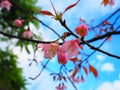 Pink Sakura flower ,Thailand