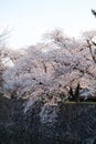 Sakura cherry blossoms trees in Japan bend the branches into river, next stones river dam in spring full bloom soft pink color, th Royalty Free Stock Photo