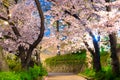 Sakura cherry blossoms trees light up along both side of stone walking path at night or sunset time  in Kema sakuranomiya park, sa Royalty Free Stock Photo