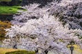 Sakura cherry blossoms trees in park or garden on sunshine day, many soft pink full bloom sakura trees next traditional Japanese l