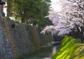 Sakura cherry blossoms trees on small Japanese stone canal next to walking way, many sakura trees and green trees on path way,saku Royalty Free Stock Photo