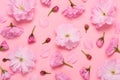 Sakura cherry flowers floral pattern, late blooming double flowered japaneese yaezakura on pink background