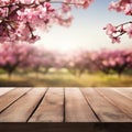 Sakura cherry tree blooms backgrounds with empty wooden table.