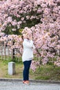 Sakura cherry tree blossom and young woman smelling pink flowers in Japanese garden Royalty Free Stock Photo