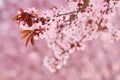Sakura cherry tree blossoms Royalty Free Stock Photo