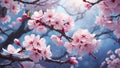 Sakura cherry tree blossoms in full bloom close up. Spring macro natural background Royalty Free Stock Photo