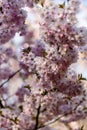 Sakura cherry tree pink flowers bloom in spring Royalty Free Stock Photo