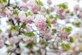 Sakura. Cherry blossoms japan. Pink spring blossom background.