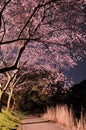 Japanese Chery Blossom Royalty Free Stock Photo