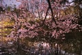 Sakura Chery Blossom Royalty Free Stock Photo